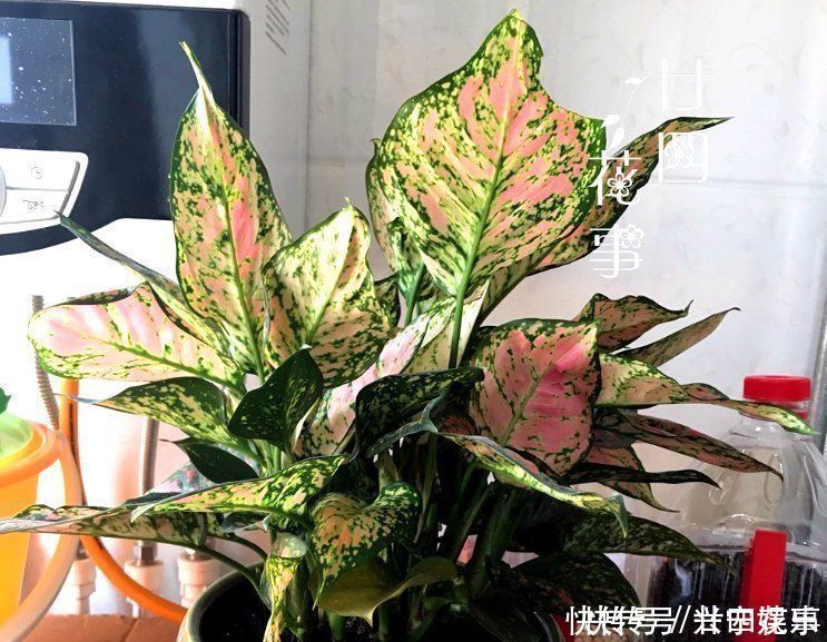 伤口|8种花“有毒”，你家可能就有一盆，养护需小心