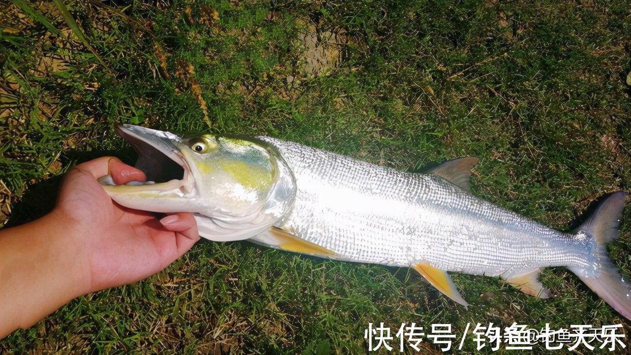 重庆|重庆垂钓规范出台，多种鱼不能再钓！网友：钓鱼前请带好尺子和秤