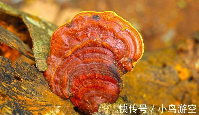 元气大伤&聊斋故事:灵芝与书生