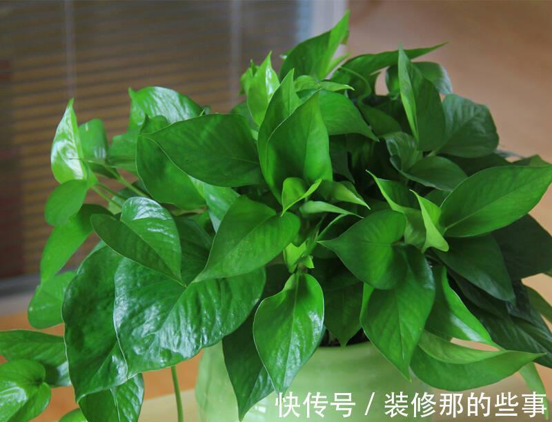 茂盛|绿萝长得慢,用它浇一浇,叶子更绿更多,肥得流油