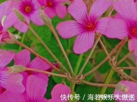 窗台上就养这三盆花,一茬一茬的开个不停!清香又好看