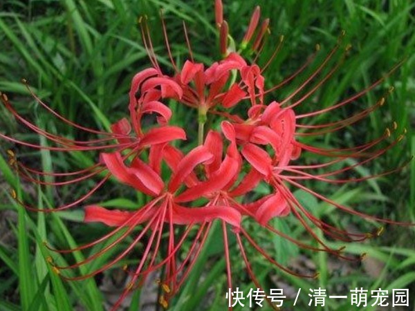 山茄子|传说起死回生的冥界之花是真的吗，冥界四种花，你见过几种？