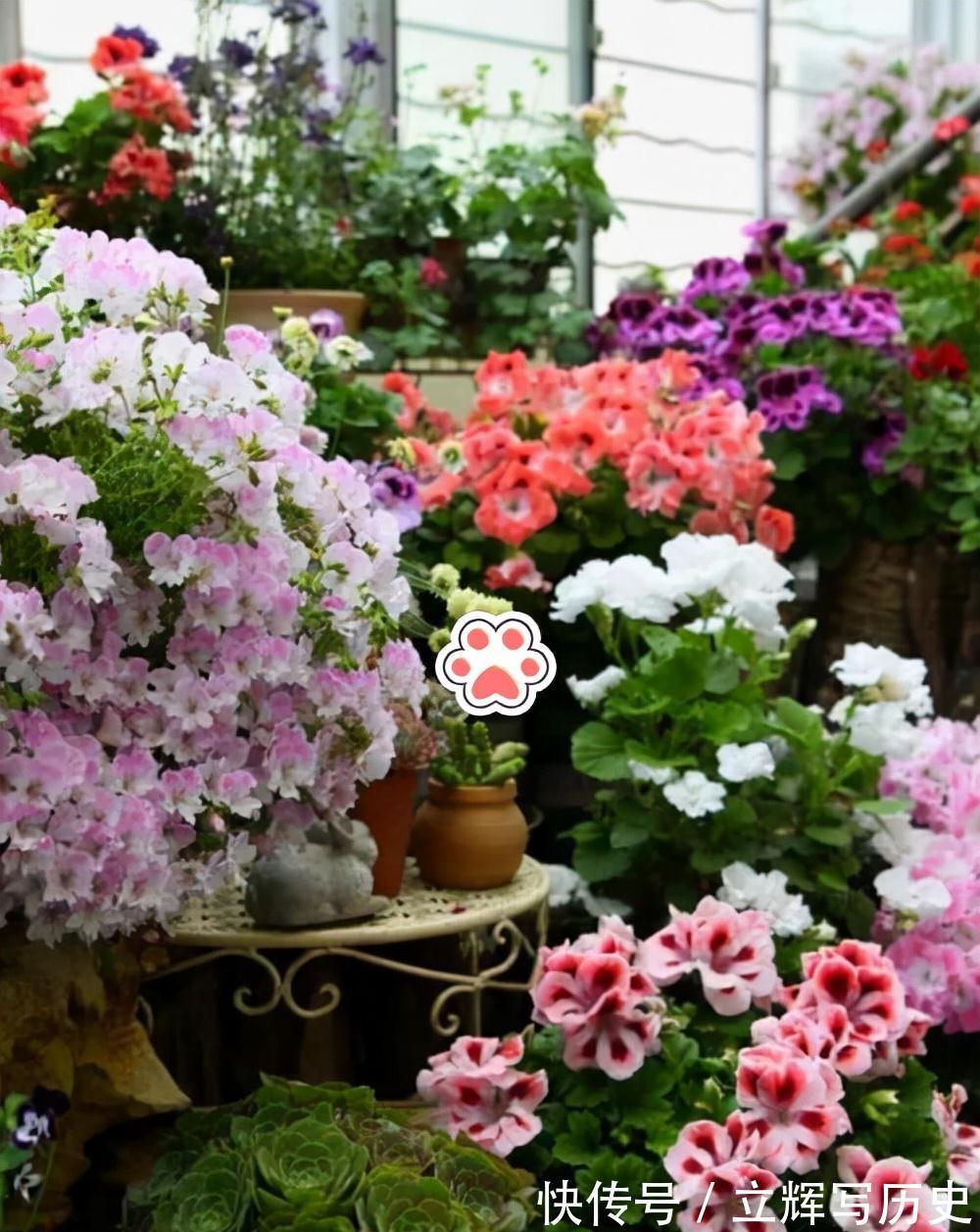 16种花被誉为冬日里的“开花机器”,喜欢就可以养起来,又美又香