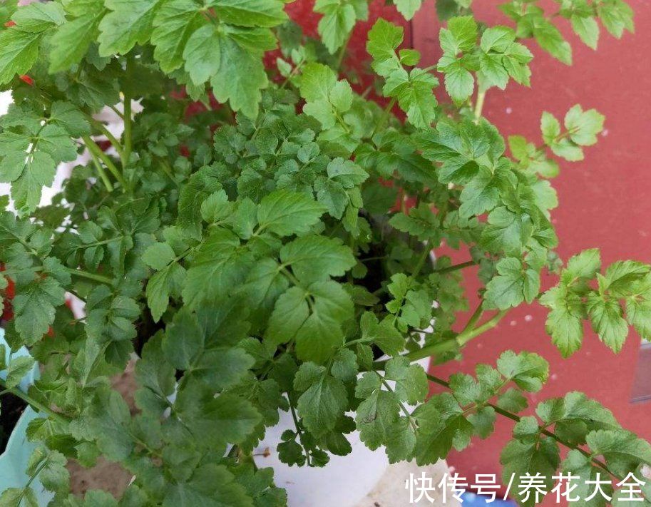 5个菜根头别扔，插土里就能活，一个月就能长成小菜园