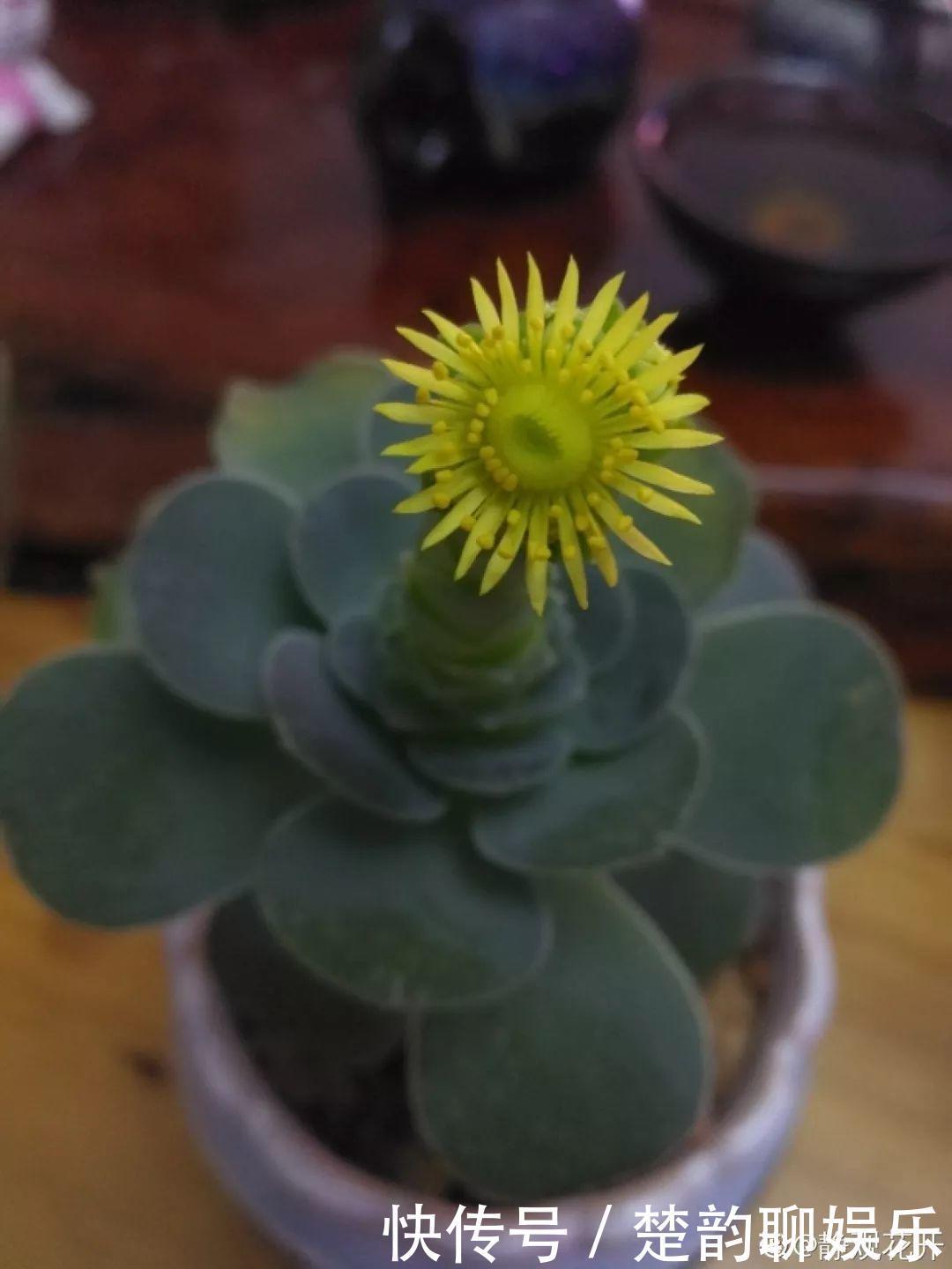 生石花|6种多肉太难养，赶紧留个种，省得每年都要重新买！