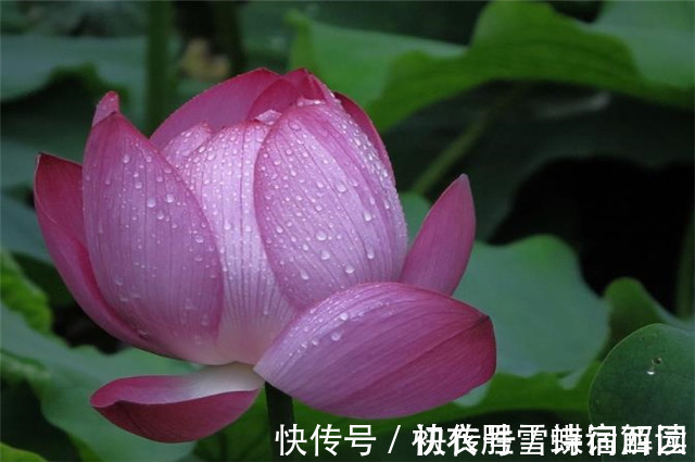 郭震&雨露荷花七首,杜甫写得清艳,李商隐写得忧伤,杨万里写得俏皮