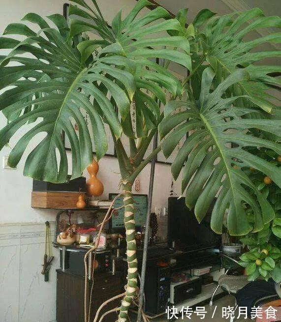 龟背竹|5种“大盆花”适合养客厅,旺家有格调,吉祥好养,易成“老桩”