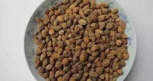 器官|三味中药泡茶喝,精力充沛、延缓器官衰老,50岁像30岁