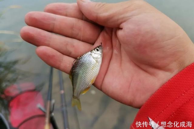 使用蓝鲫还要不要加拉丝粉把这2个问题搞清楚就不再纠结了