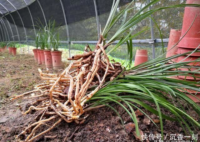 夏天|夏天如何管理兰花,才能确保不会烂根?这3点非常重要