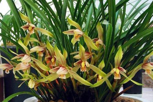 新手养兰花，牢记3个“关键”，花开之后再开花，年年开花不停歇