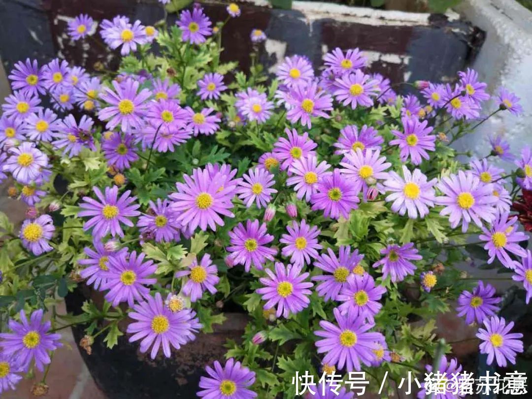 超好养的18种植物,第一名竟然是它!绿萝只能排倒数