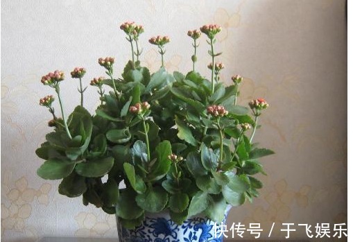 给长寿花它带个“帽子”,开出来的花又大又艳,漂亮极了!