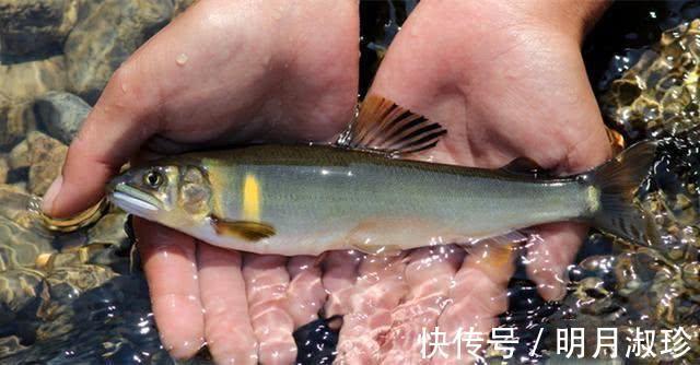 香鱼|很多钓友不认识此鱼，能散发特殊香味，被市场誉为“淡水鱼之王”
