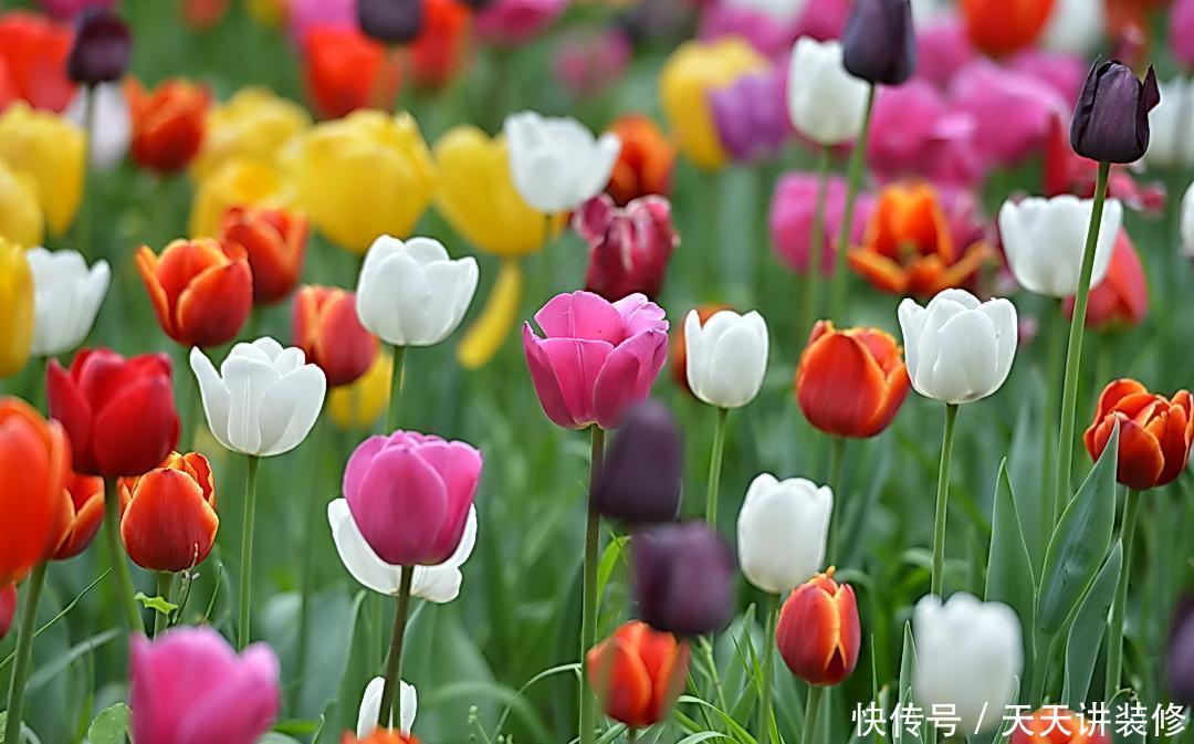 春天院子种什么花,3个品种推荐给你,你值得拥有