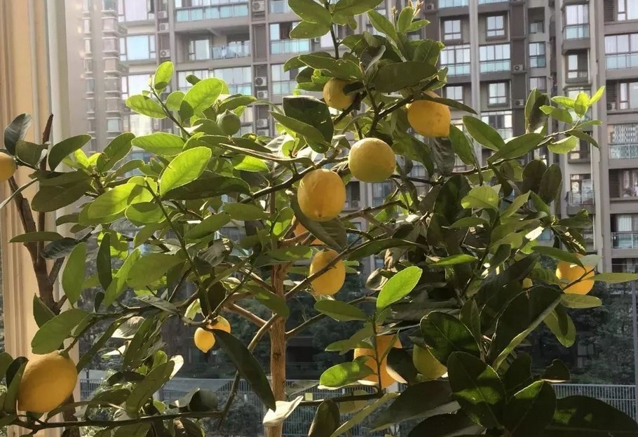 百香果|养花不如养果树系列盆栽这3款，观赏和品尝，一举两得
