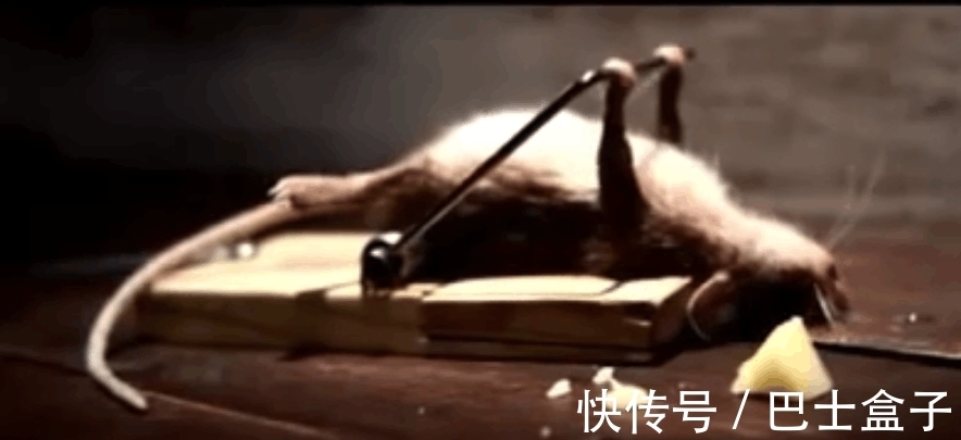 15个有趣的冷知识,书本不一定学不到,扑克牌4个K花色是这么来的