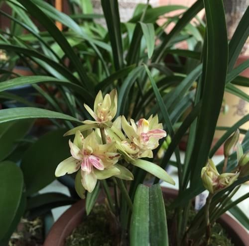 春天来临!这种兰花要养一盆,又美又香,一年能开四五次