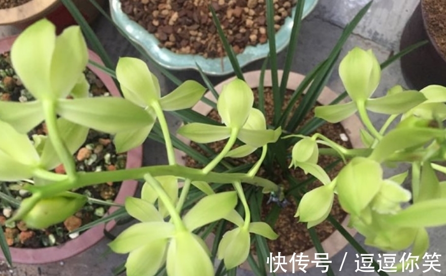兰花|价值700万元的素荷,堪称花中极品,为何如此珍贵?一起来看看