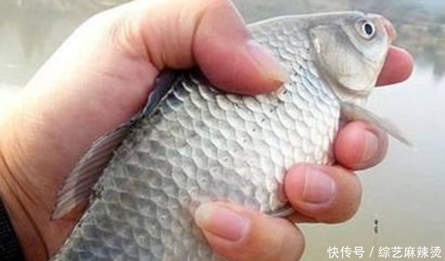 酱层|水底泥巴太厚,有鱼却不见吃口?老钓手果断出招,刚下钩就中鱼