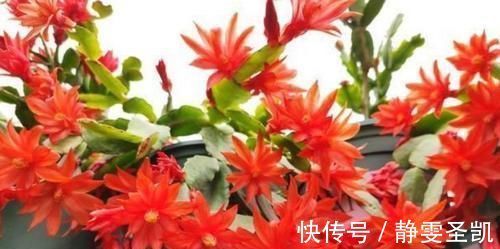 种花|4种花深受花友喜欢,开花爆盆很简单,四季有花赏,养成小老桩