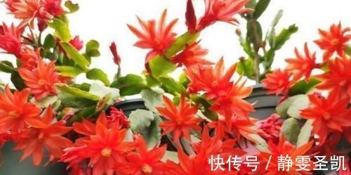 种花|4种花深受花友喜欢，开花爆盆很简单，四季有花赏，养成小老桩