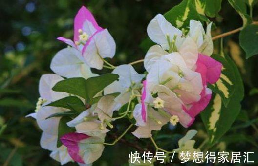 香水草|农历8月7日起，养花试试这几款，四季开花，开花艳长势旺