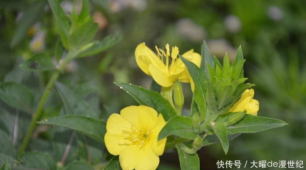  夜间|农村生长的这种野草，只在夜间开花，却有调节血液的功效