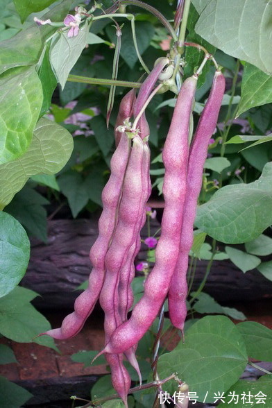 补肝明目|立秋后,以下食物要常吃,美容养颜,补肝明目,早吃早好