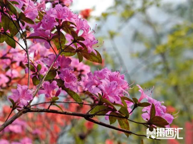 龙山杜鹃怒放，赏花正当时，点缀揭西的绿水青山