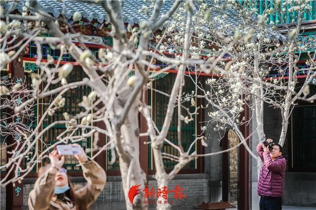 中薪|趵突泉白玉兰绽放 奏响春天序曲