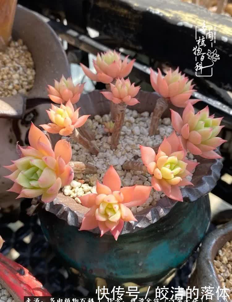 阳光露台多肉,天时地利人和!美肉知时节,当春乃发生!