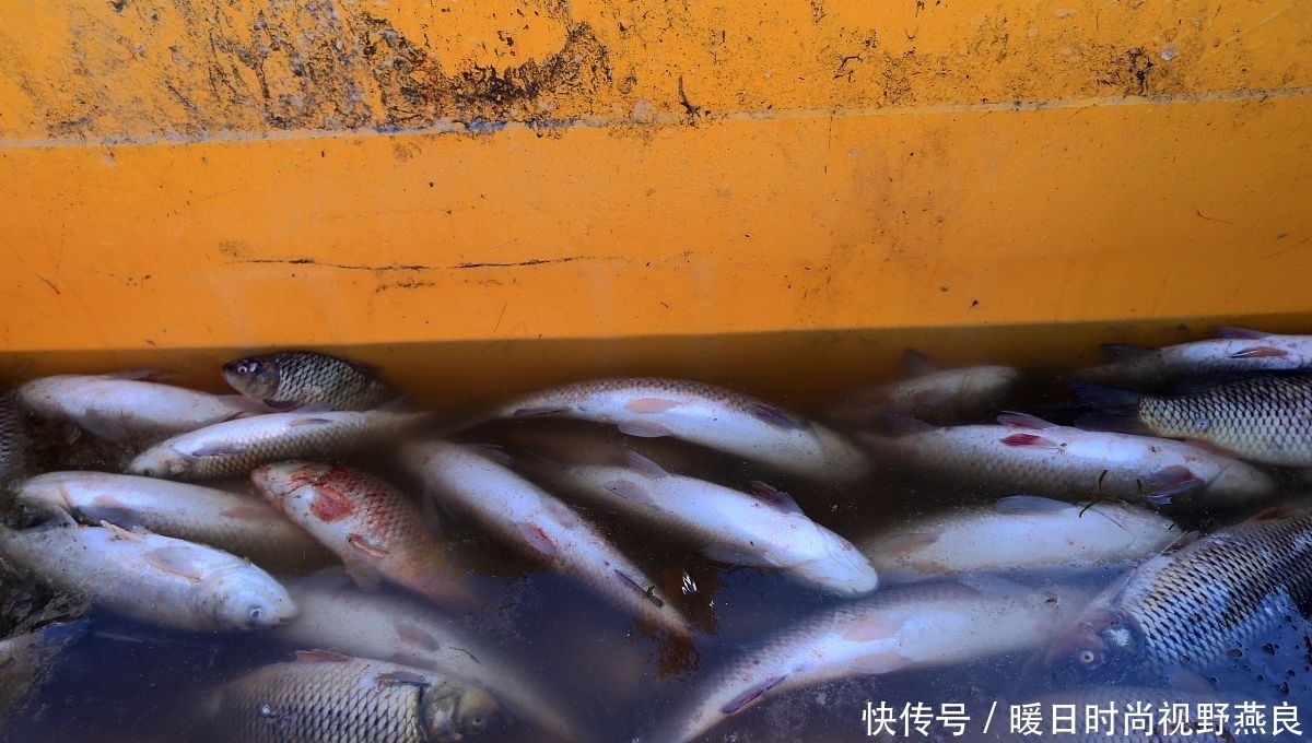 氧气|夏天垂钓!为什么要反其道而行之?老钓鱼人从来不说的钓鱼秘籍