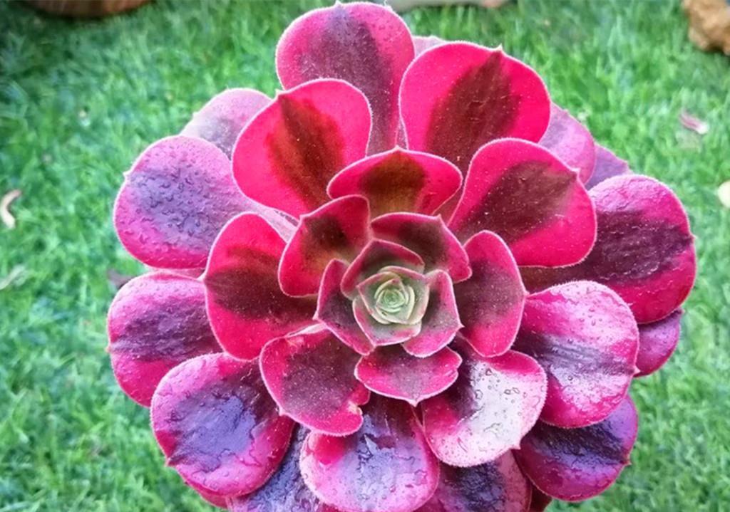 秋丽|如果给多肉开场夏季运动会,选这些品种当冠军,肉友们同意吗