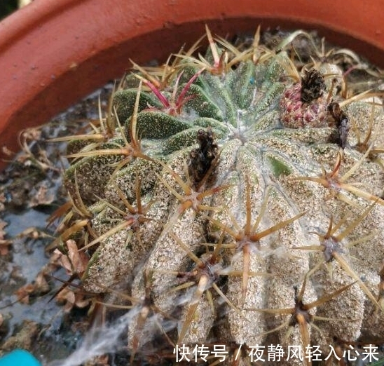 我养多肉以来见过的蚧壳虫最多的一次,吃饭的时候看要慎重