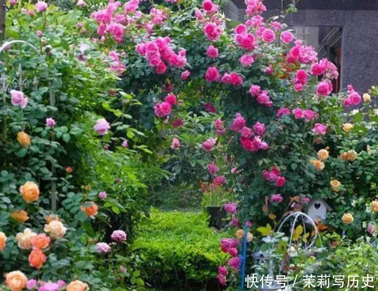 4种花适合新手养，养起来超简单，沾土就活，给水就疯长