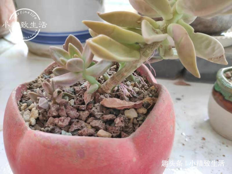 一个小细节，关系多肉安全度夏，这事做得早，肉肉夏天没烦恼