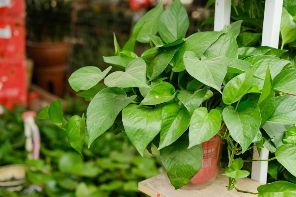 千万要忍住!冬天一浇水就烂根的5种植物,一不小心就只剩盆了!