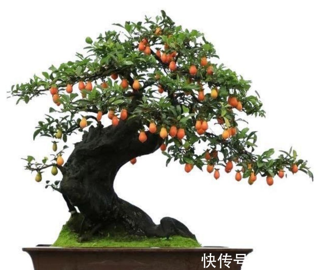 家里养3种“观果盆景”，枝头挂累累硕果，真是漂亮又喜庆