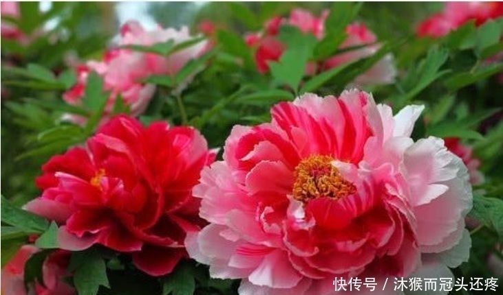 养花试试此几款,给点水就开花,随便养成花海