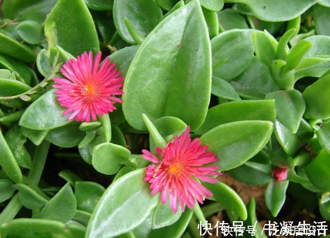 多肉吊兰样式多到你挑花眼,颜色状态是各不相同,看看你认识几个