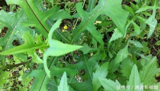 止痛|咽喉肿痛受不了,常吃以下3种野菜,嗓子不痛了,吃嘛嘛香