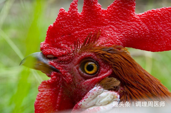 老中医|鸡冠头真的不能吃老中医终于揭开答案了,放下筷子,看完再吃!