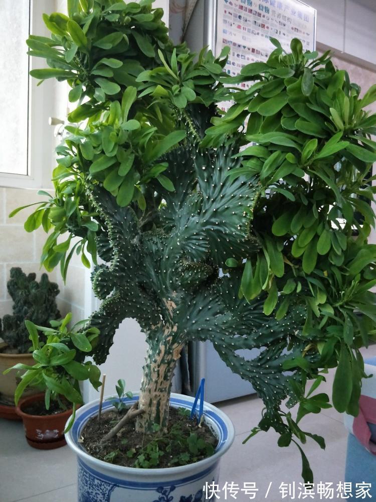 5种“丑花”,寓意却大,富贵又威武,再丑也要养一盆