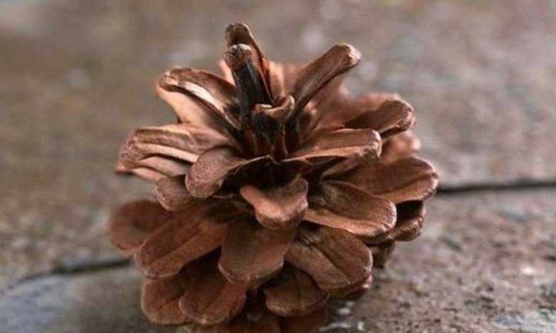 春季换盆“垫底”,十种材料不用花钱买,好用又透气,赶紧去找点