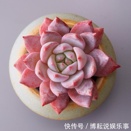 爱上多肉,那就养盆粉蓝鸟,浪漫梦幻,如诗如梦,优美动人