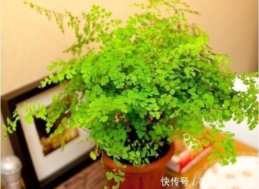 6种耐阴花，养了“不上当”，室内百搭盆栽，摆在角落也爆盆！