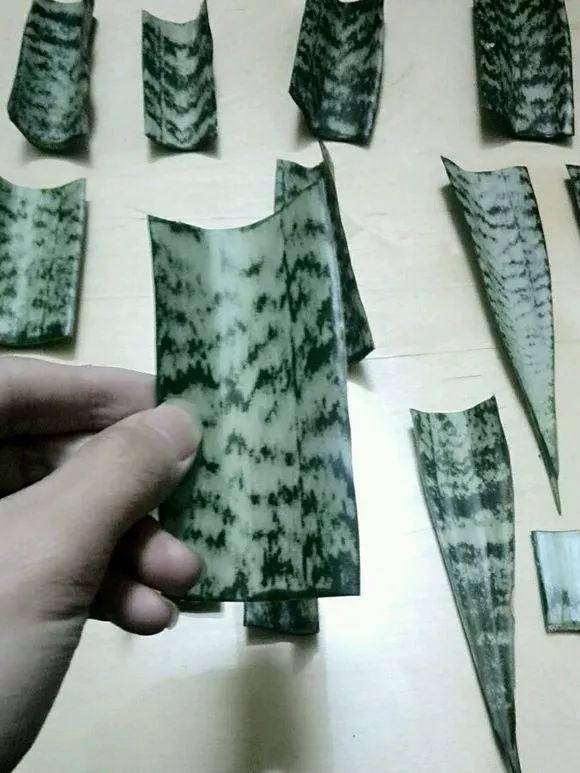 你还买这10种花别再乱花钱了,摘个叶子回家,过几天就变小苗了