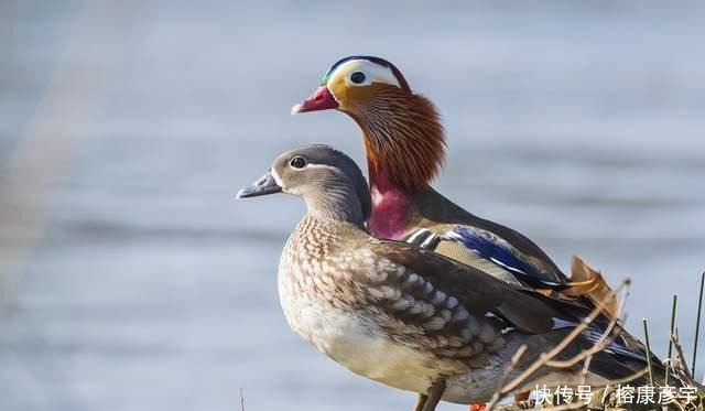 别再被鸳鸯骗了!千古年来被喻为的爱情模范,实则是渣男渣女