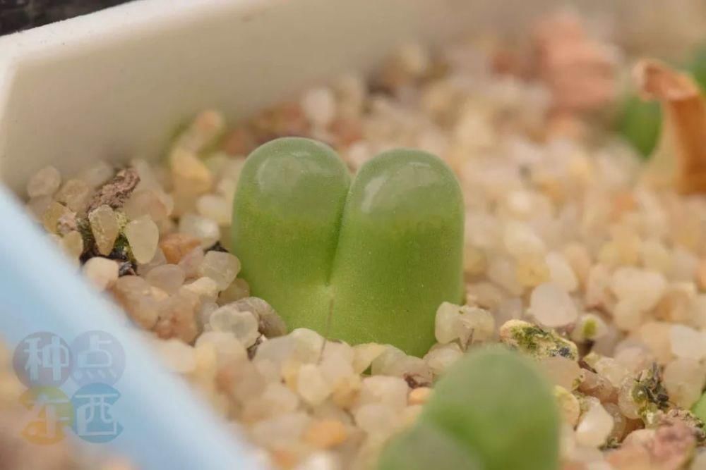  磁铁|磁铁风铃Conophytum Concordans